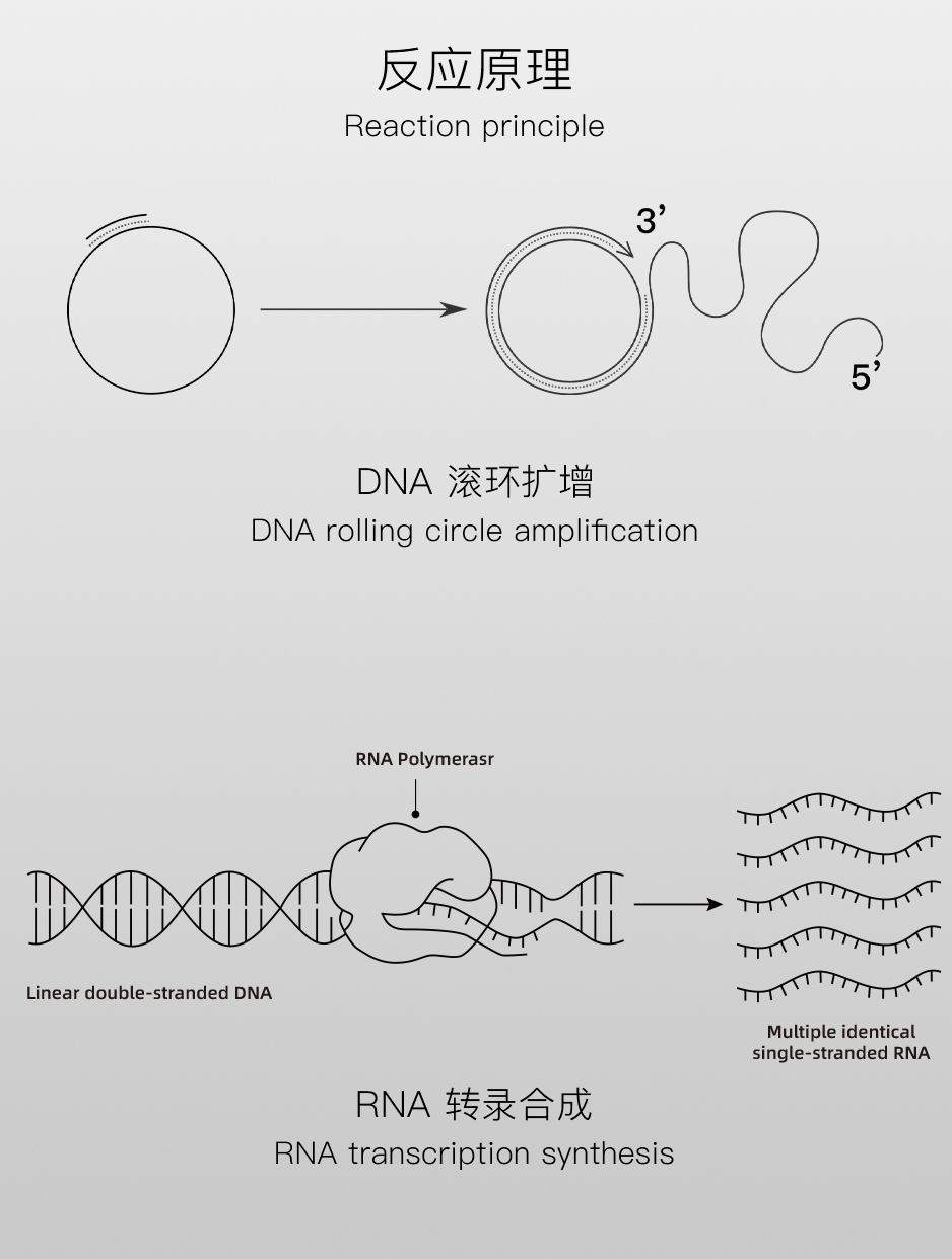 DNA 滚环扩增与RNA 转录合成反应原理